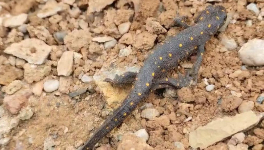 Türkiyede ilk kez Tuncelide görülmüştü: Yine ortaya çıktı... Doğa fotoğrafçısı kaydetti