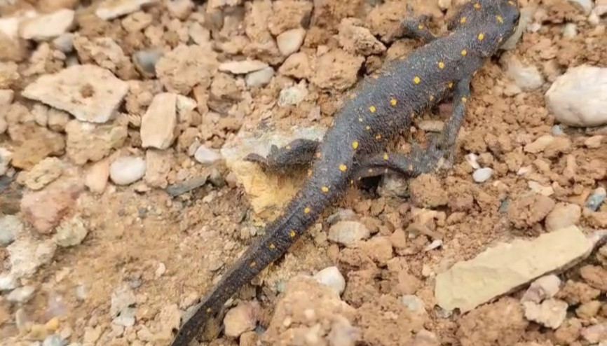 Türkiye’de ilk defa Tunceli’de görülmüştü: Tekrar ortaya çıktı