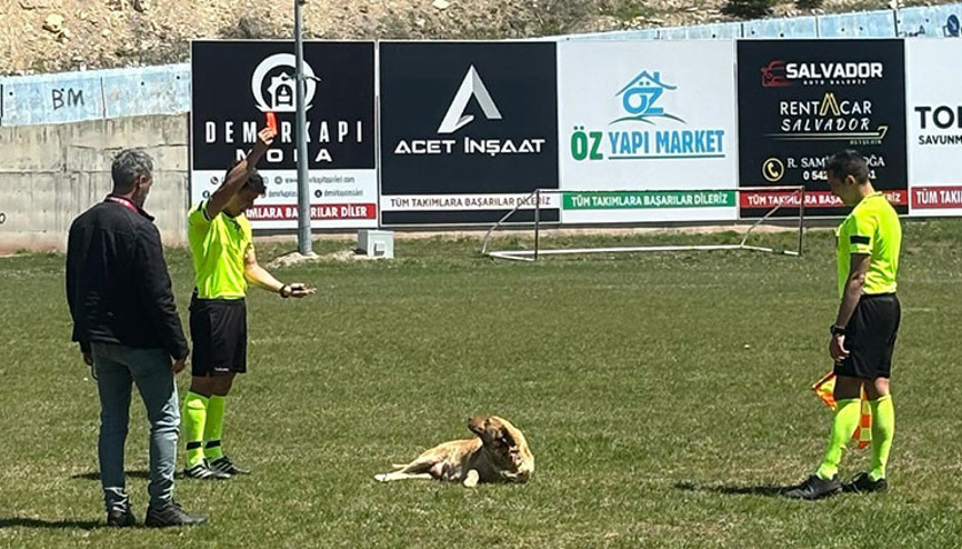 Amatör maçta sahaya giren köpeğe kırmızı kart