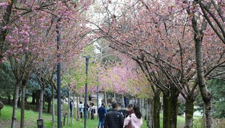 Dikmen Vadisi’nde Sakura esintisi