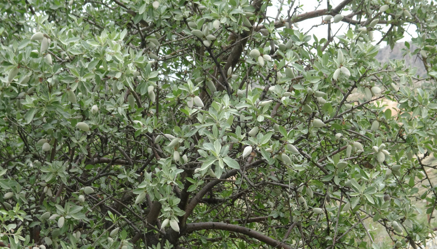 Gercüş’te badem çiftçinin yüzünü güldürdü