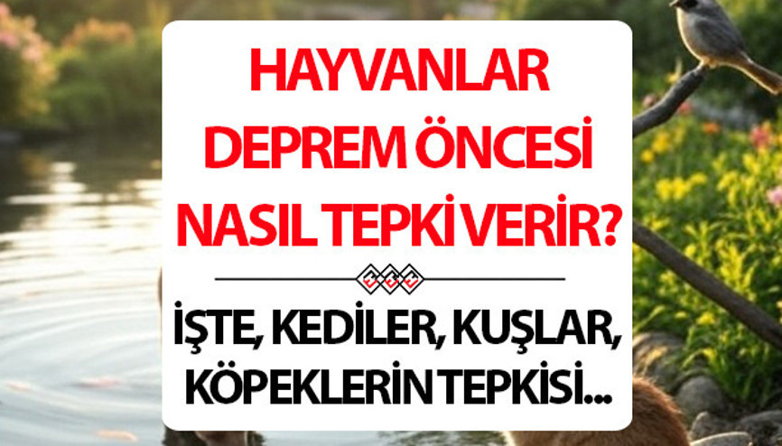 Kuşlar, kediler, köpekler, balıklar depremi hisseder mi Hayvanlar depremden önce nasıl tepki verir Kuşlar, kediler, köpekler, balıklar depremi hisseder mi Hayvanlar depremden önce nasıl tepki verir