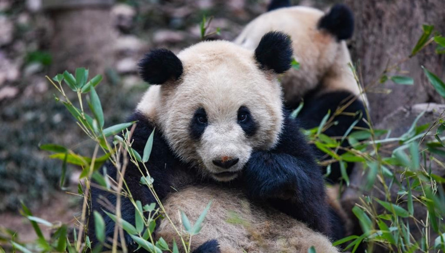Çin, Avusturya’ya iki dev panda gönderdi