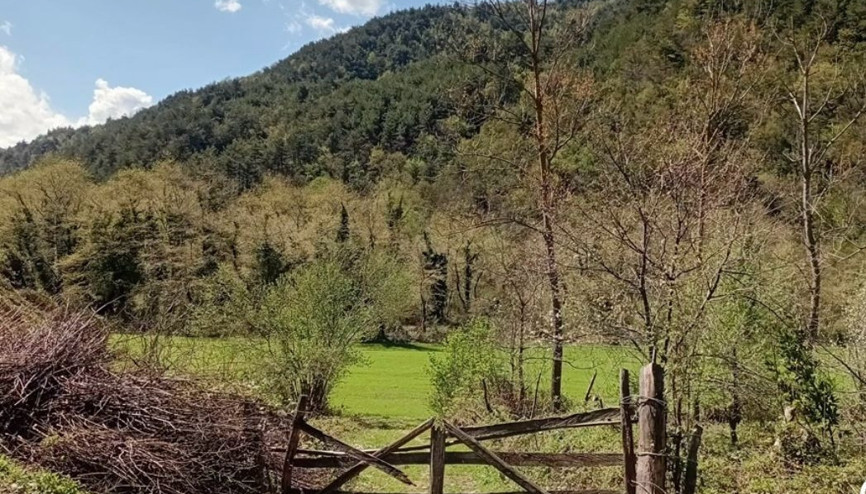 Sepetçi abinin köyündeki asırlık çınar Sepetçi abinin köyündeki asırlık çınar