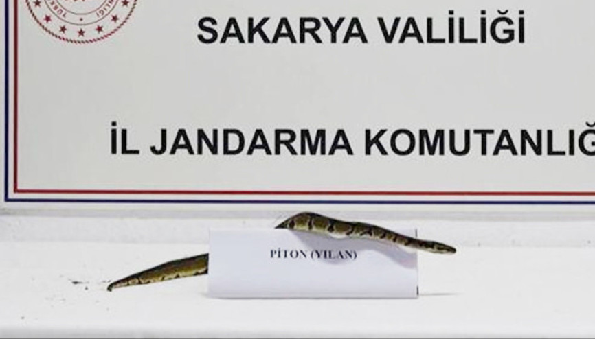 21 yaşındaki genç iş yerinde besliyordu: Jandarma tarafından ele geçirildi