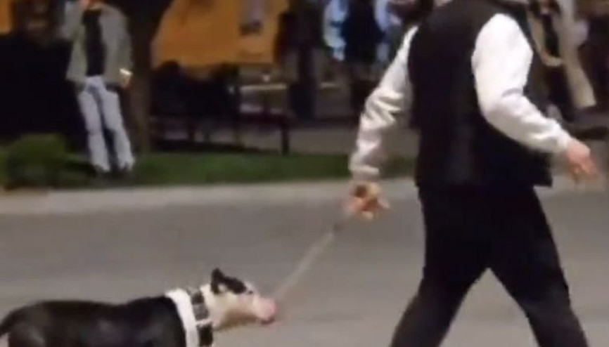 İstanbul - Bakırköyde ağızlıksız gezdirilen pitbull köpeğe saldırdı; sahibine 76 bin lira ceza