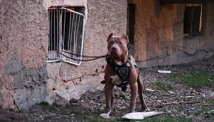 Bakırköyde ağızlıksız pitbullu diğer köpeklerin üzerine salan kişiye para cezası