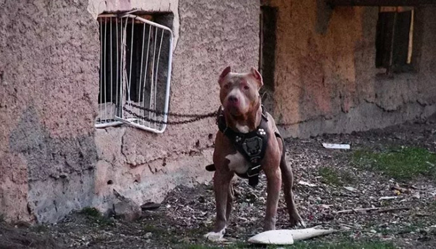 Bakırköy’de ağızlıksız pitbull cinsi köpeğini diğer köpeklerin üzerine salan kişiye para cezası