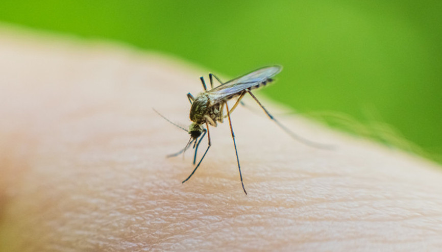 Sinek ısırdı deyip göz ardı etmeyin, çok tehlikeli olabilir Sivrisinek ısırıklarından nasıl korunuruz