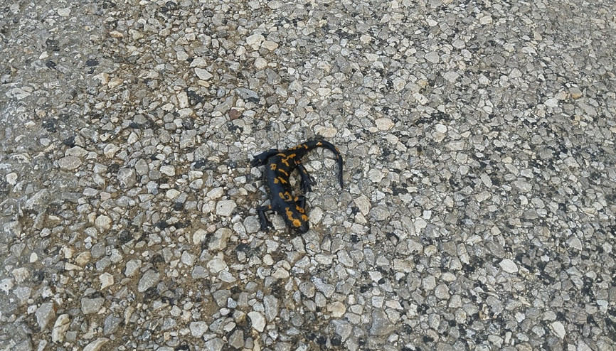 Nadir görülen bir tür: Adanada böyle görüntülendi Nadir görülen bir tür: Adanada böyle görüntülendi