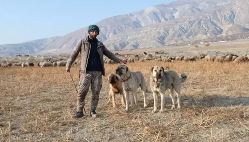 Erzincan’da 100 bin lira maaşla çoban bulamayan besici derdini Vali Aydoğdu’ya anlattı