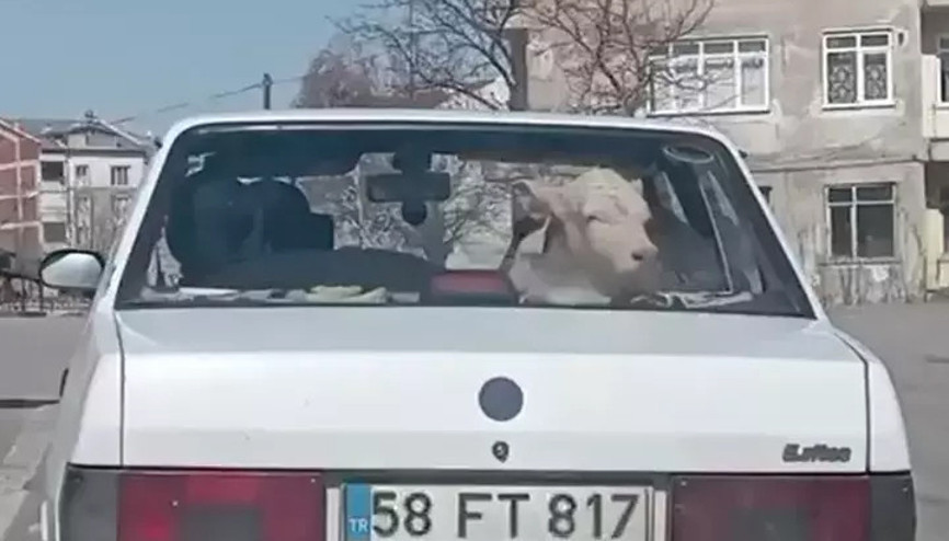 Sivasta tebessüm ettiren görüntü: Buzağıyı otomobille veterinere götürdüler