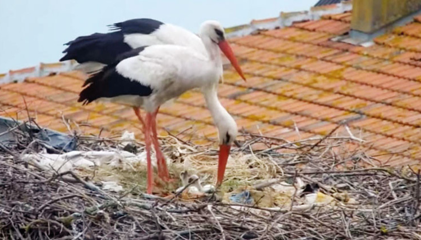 Yaren’in 2 yavrusu yumurtadan çıktı