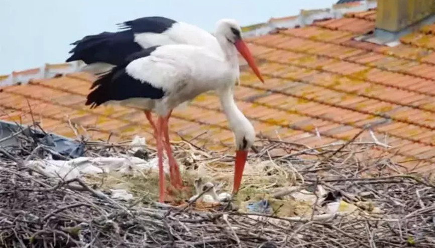 Yaren’in 2 yavrusu yumurtadan çıktı
