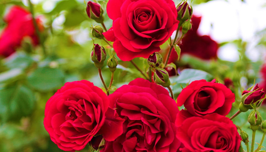 HIDIRELLEZ GÜL AĞACI RİTÜELİ YAPIMI: Hıdırellezde gül ağacına dilek nasıl dilenir, ne zaman, saat kaçta gömülür 2025 Gül ağacı yoksa ne yapılır Hıdırellez sabahı neler yapılır, dilekler yakılır mı, suya mı atılır