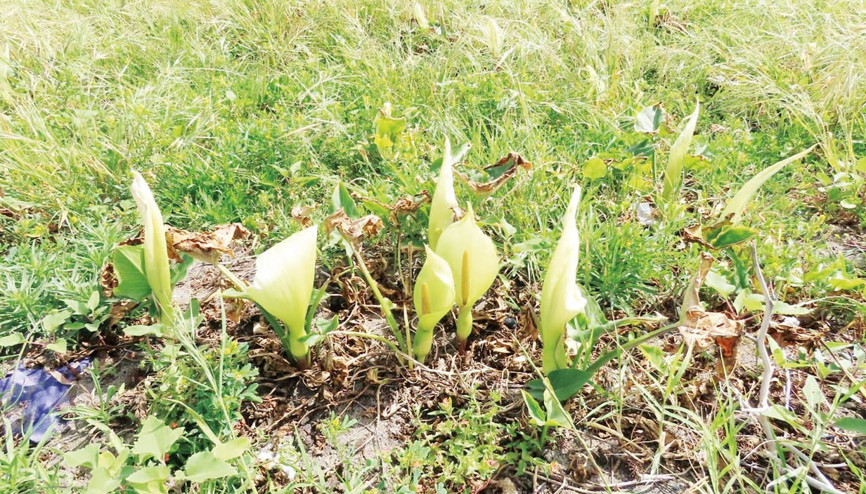 ‘Milleyha tirşiği’ risk altında ‘Milleyha tirşiği’ risk altında