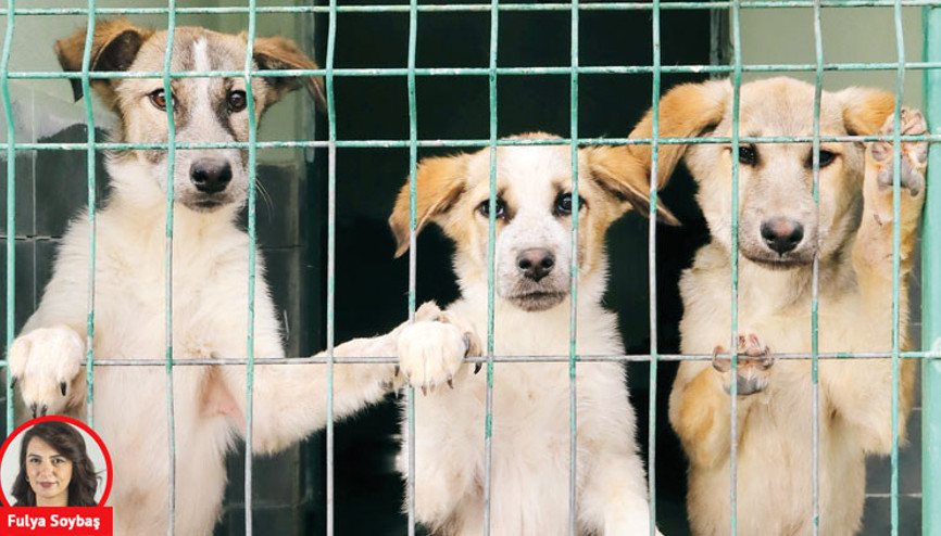 Hayvansevenler karara tepkili… AYM iptal başvurusunu reddetti Hayvansevenler karara tepkili… AYM iptal başvurusunu reddetti