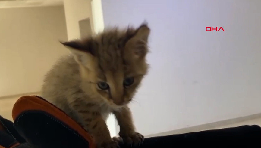 Şırnakta nöbetteki askerin fark ettiği saz kedisi korumaya alındı