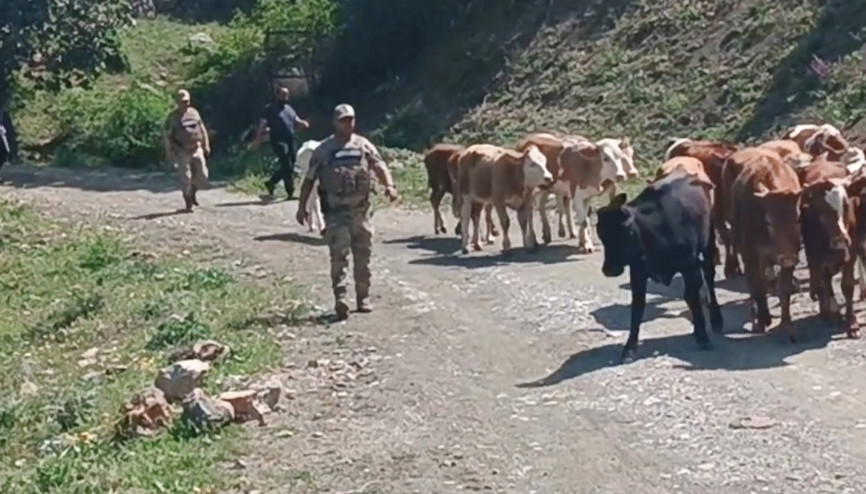 Batman’da ağıldan kaçan 15 inek bulundu
