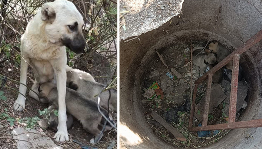 Anne köpek kalpleri ısıttı: Ekiplerin yanında, yavruları için dakikalarca bekledi