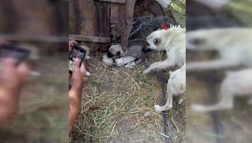Anne köpeğin kuyuya düşen yavrularına kavuşması yürekleri ısıttı