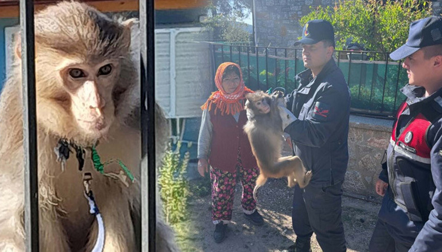 Muğlada maymun yakalandı