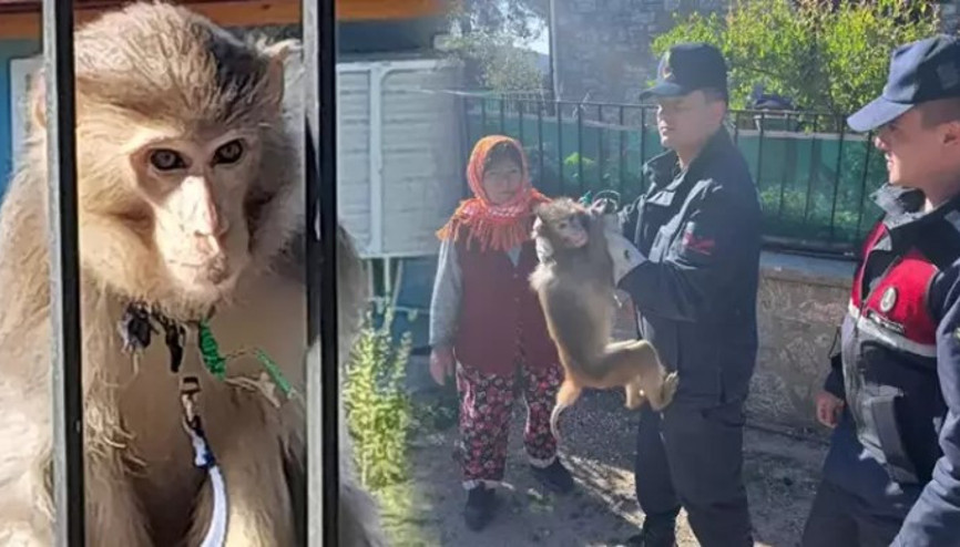 Muğlada mahallede maymun yakalandı