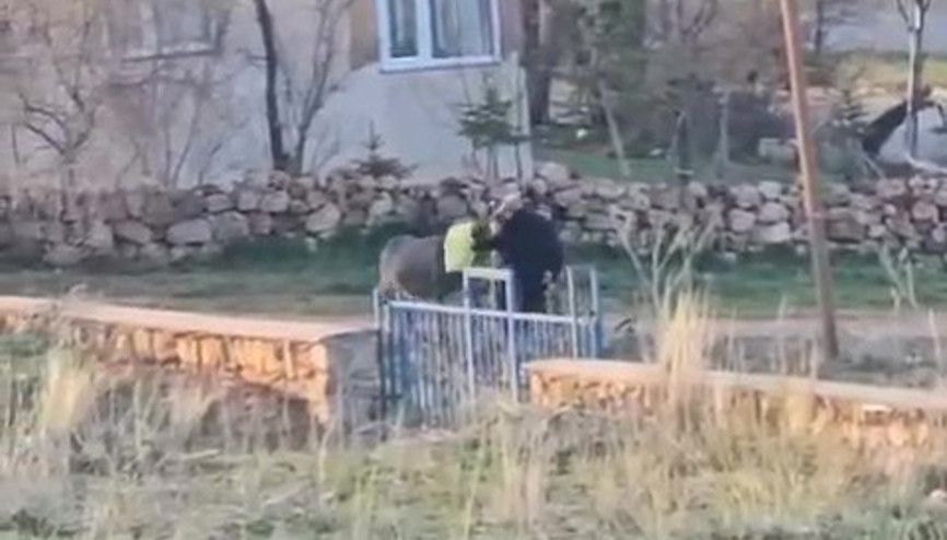 Sopalı şiddete uğrayan eşek öldü, hayvanseverler tepkili