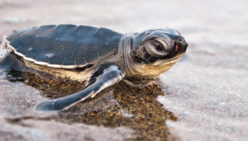 760 bin 424 yavru denizle buluştu