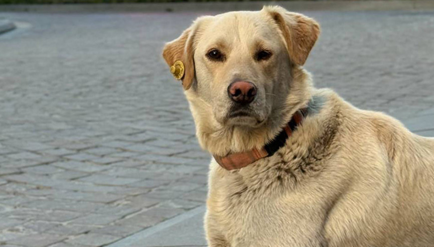 İstanbuldaki banka şubesinde ilginç olay: Karşılarında köpeği görünce şaşkına döndüler