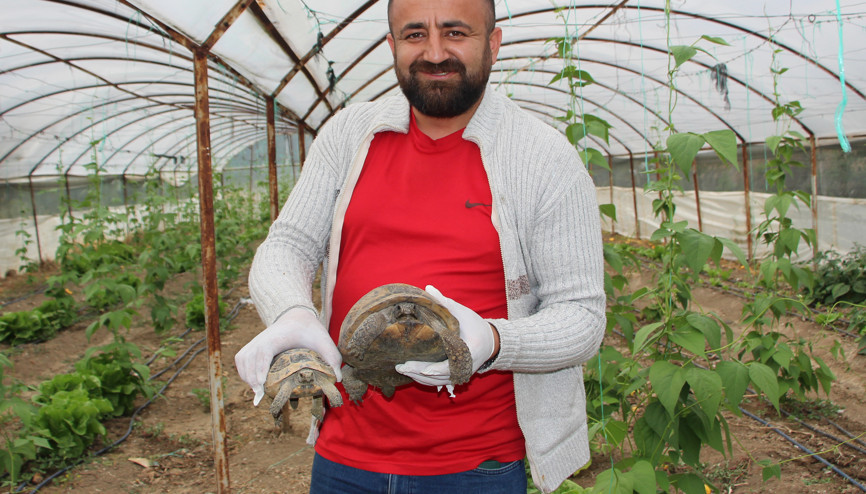 Serasına kaplumbağa dadandı Serasına kaplumbağa dadandı
