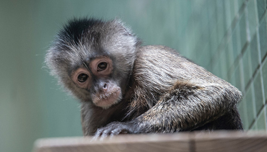 Kapuçin maymunları, başka bir türün yavrularını kaçırıyormuş