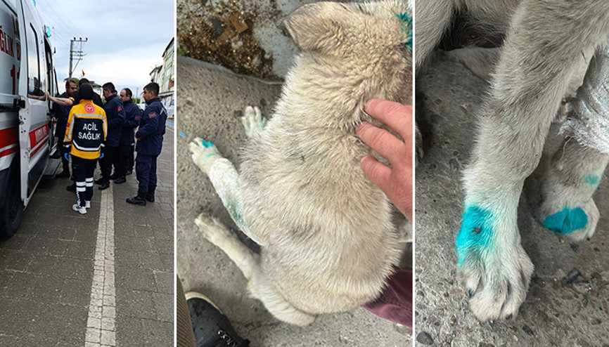 Zonguldakta tepki çeken olay Köpeği ısırdı, ortalığı birbirine kattı