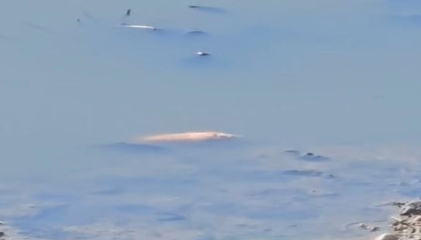 Asi Nehrinde toplu balık ölümleri