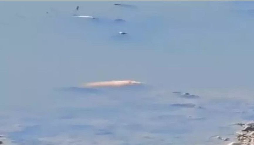 Asi Nehri’nde kirlilik ve su sümbülleri, toplu balık ölümlerine neden oldu