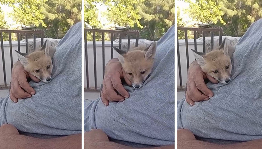 Bahçeye girdi, ev sahibinin kucağına çıkıp kedi gibi kendini sevdirdi