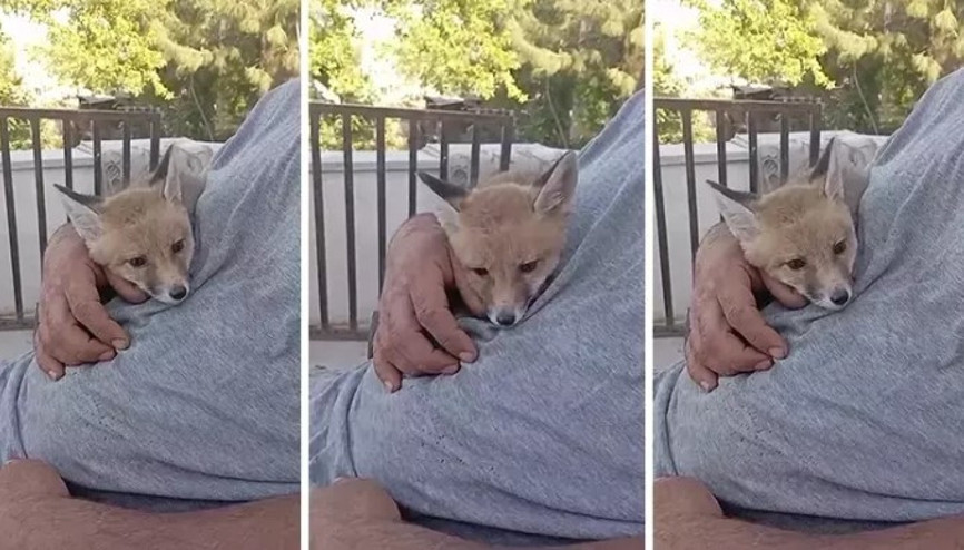Bahçesine giren tilkiyi kucağına alıp sevdi