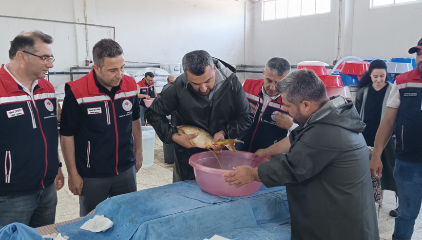 Edirne’de bu yıl 10 milyon 500 bin balık yavrusu üretilmesi planlanıyor