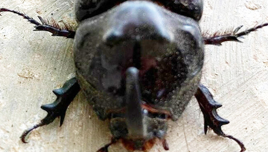 Çok ender rastlanıyor ve muazzam özelliğe sahip: Manisada bulundu