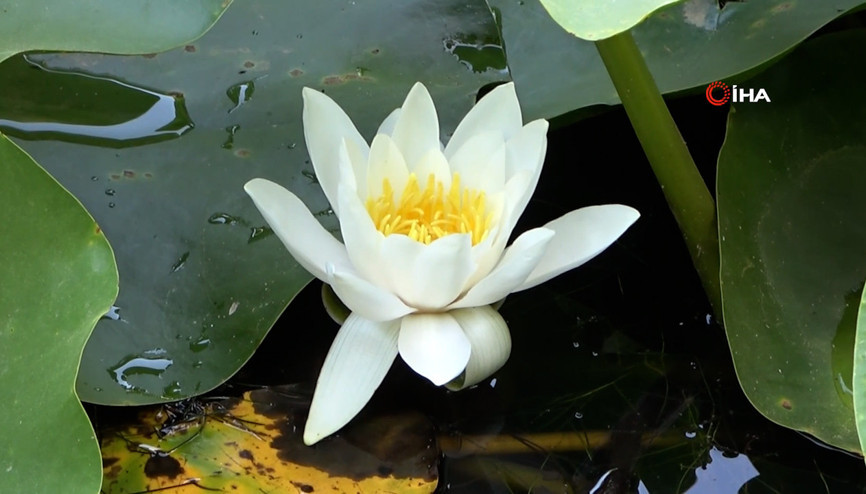 Bu çiçeği koparmanın cezası 557 bin 212 TL