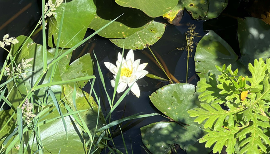 Çanakkalede nilüfer güzelliği; koparmanın cezası 557 bin TL