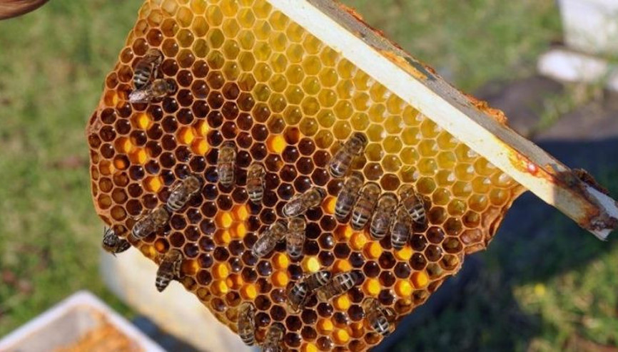 Kraliçe arılar haciz kurbanı oldu