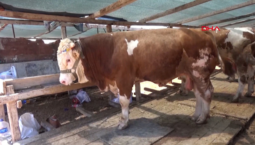 Bayram öncesi Bir tıkla bağış değil, tuzağa düşüyorsunuz uyarısı Bayram öncesi Bir tıkla bağış değil, tuzağa düşüyorsunuz uyarısı