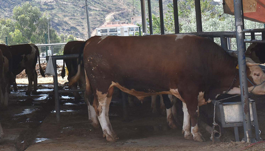 Bayram yaklaşırken kurban pazarlarında hareketlilik... İşte küçük ve büyükbaşların başladığı fiyatlar