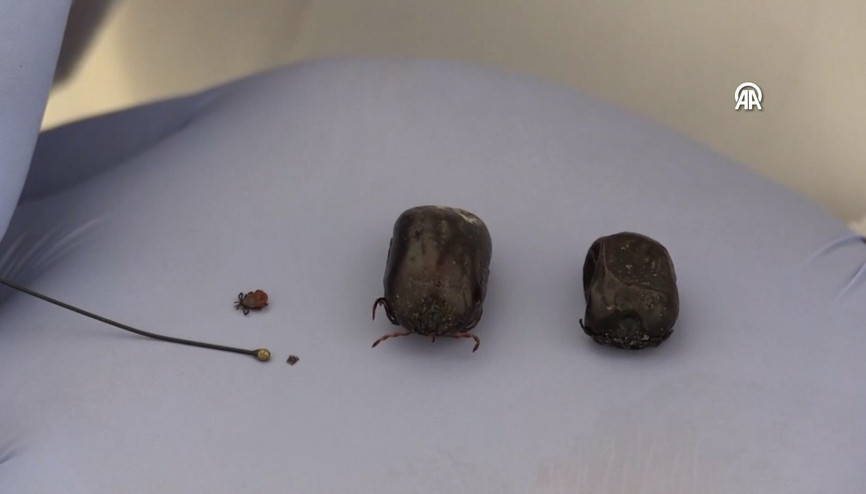 Toplu iğne başı kadar küçük olabilen kenelere dikkat