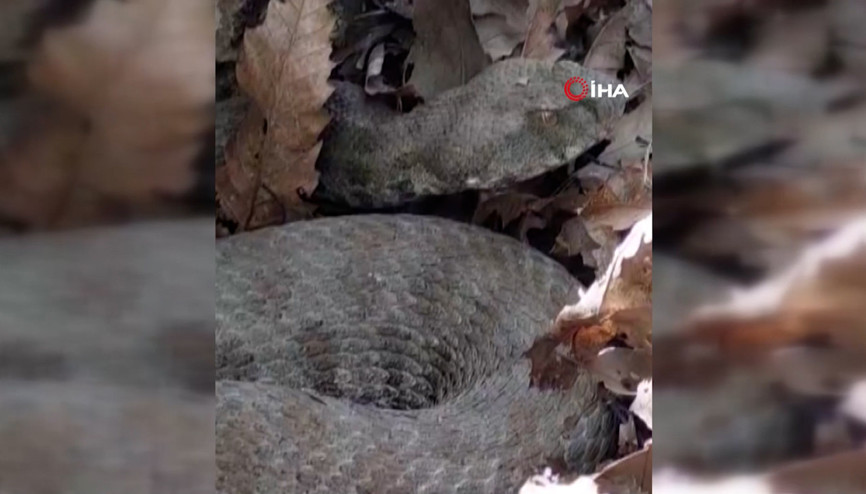 Tek ısırığı bir insanı öldürmeye yetiyor Tunceli’de koca engerek yılanı görüntülendi