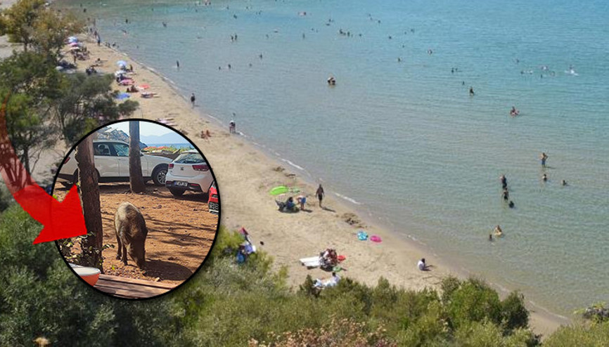 Tatilci kadına kötü sürpriz Çantasını yaban domuzu kaçırdı