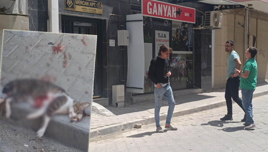 Kediyi pompalı tüfekle öldürdü, serbest kaldı Mahalleli tepki gösterdi Kediyi pompalı tüfekle öldürdü, serbest kaldı Mahalleli tepki gösterdi