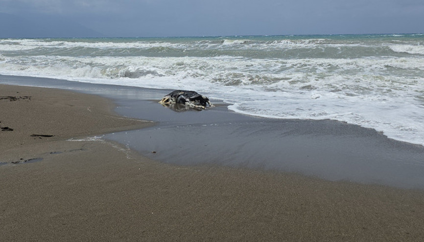 Hatayda sahile vurdu Görenler şok oldu
