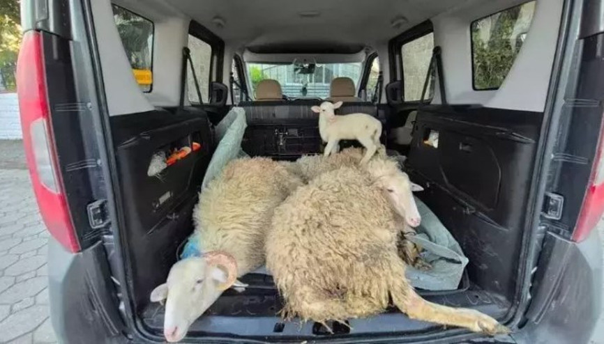 Kurbanlıkların parasını ödemeden kaçan evli çift tutuklandı